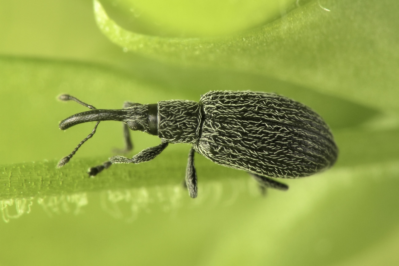 Apionidae: Stenopterapion sp.?  S, Stenopterapion intermedium